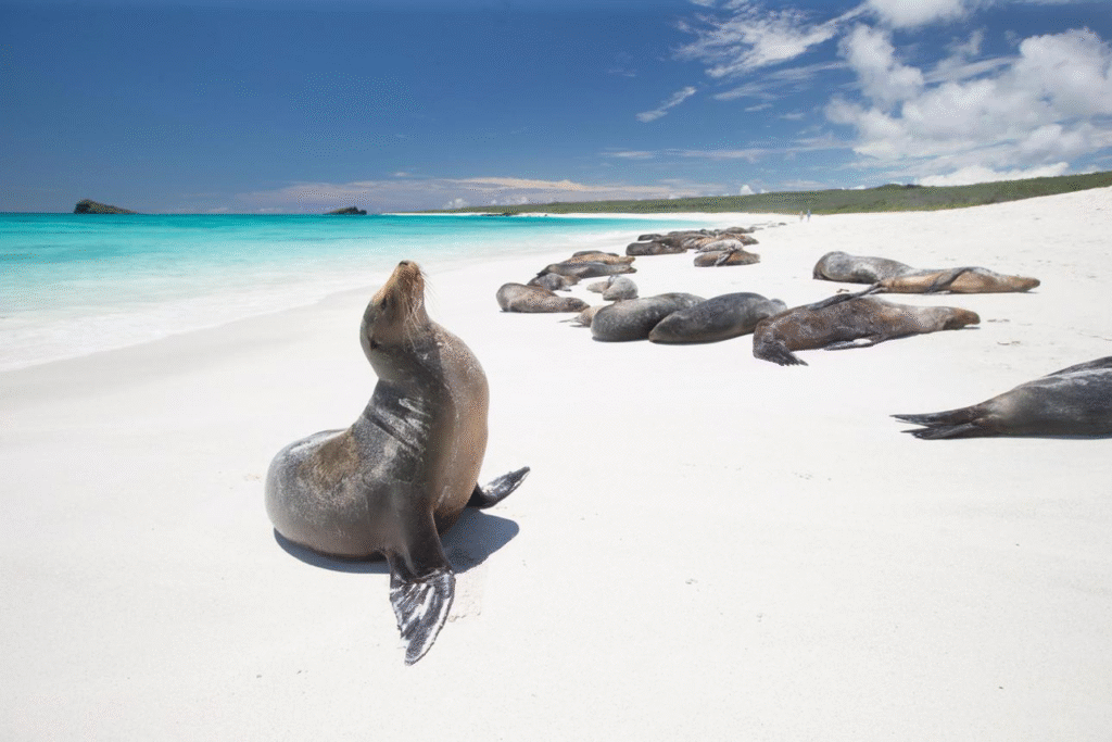 Imagem relacionada ao artigo Paraísos pelo mundo: encontre a ilha perfeita para as suas próximas férias.