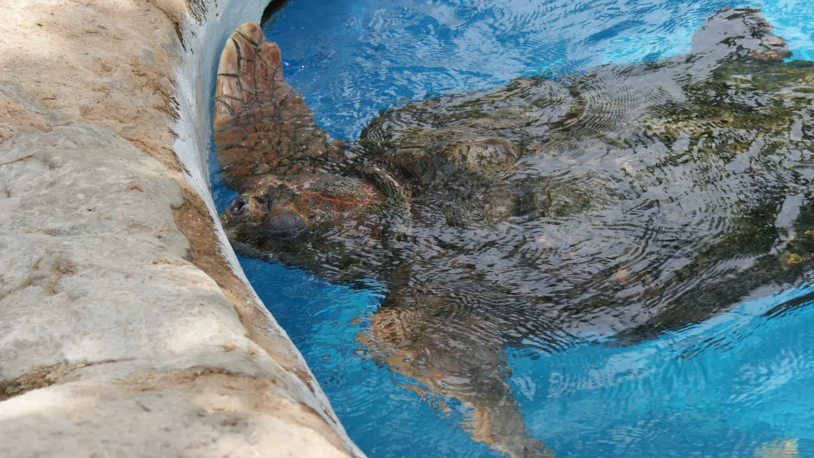 Tartaruga marinha em tanque de observação do Projeto Tamar em Praia do Forte