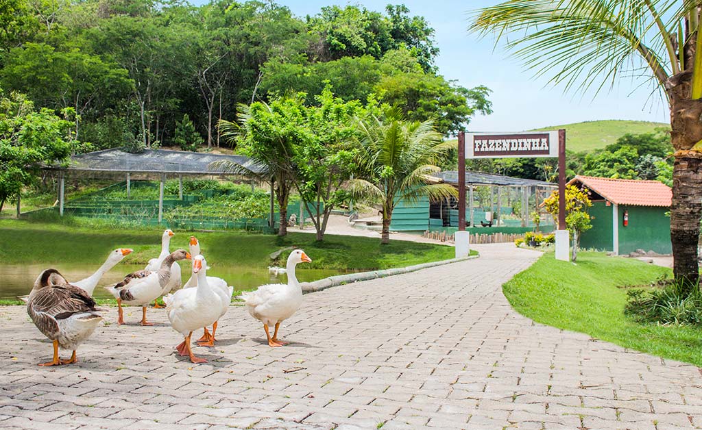 Gansos no caminho de entrada da Fazendinha do Aldeia das Águas